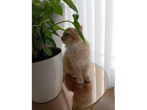 3.5 Aylık By12 British Longhair Dişi Kedimiz