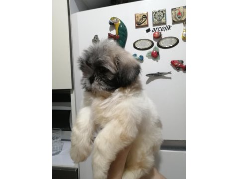 Shih Tzu Dişi Bebeklerimiz
