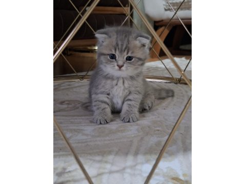 6 Kardeş Kediler Yeni Yuvalarını Arıyor