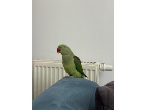 Full Evcil İskender Papağanı Isırmaz Ele Kola Gelir Konulmaya Başladı
