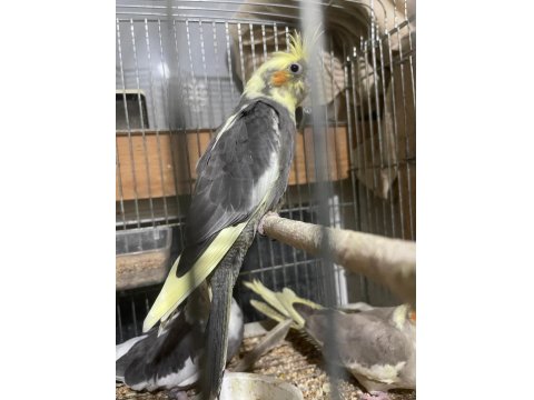 Yavru Sultan Papağanları