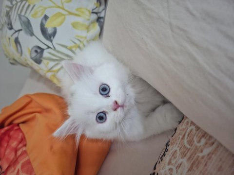 Güzel Bambinoo British Longhair