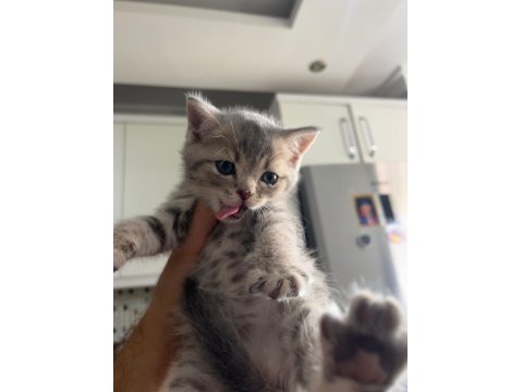 Minnak Sevecen Ve Oyuncu British Shorthair