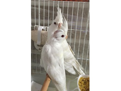 2025 A Kalite Erkek 40 Günlük Albino Saf Kan Sultan Papağanı