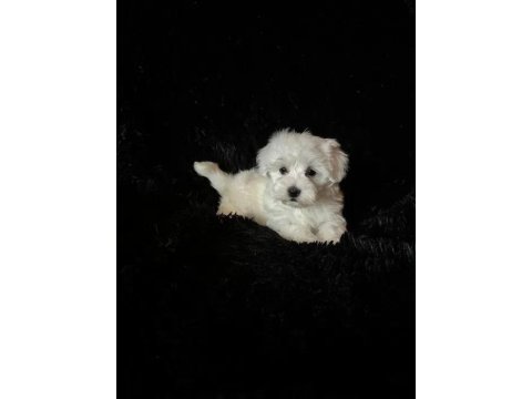 Oyun Arkadaşı Maltese Köpeği Yavrularımız