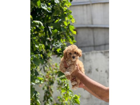 Sevimli Maltipoo Yavru