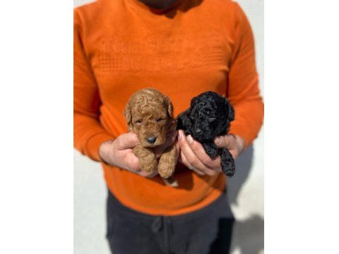Irk Ve Sağlık Garantili Poodle 14 Adet Yavru