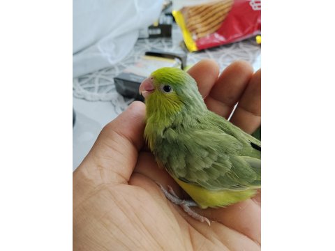 El Besleme Bebek Forpus