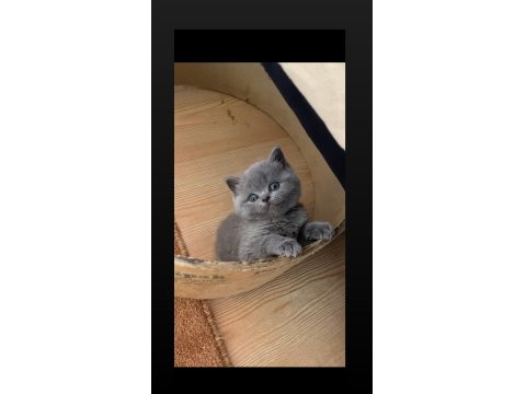 Safkan Ayı Surat Gri British Shorthair Yavrumuz