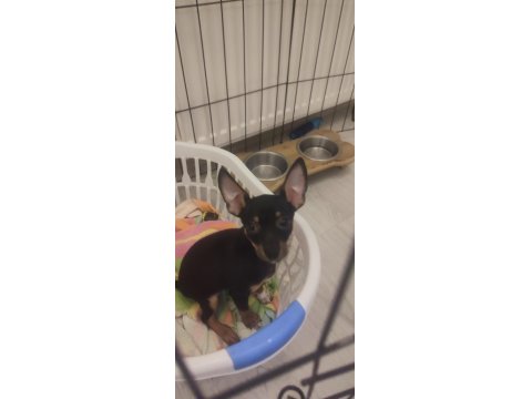 3 Aylık Minyatür Pinscher
