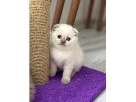 45 Günlük Bebek Kediler