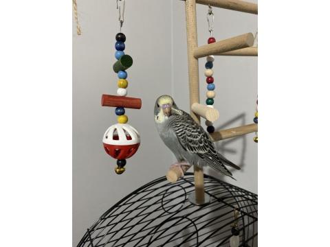 Yeni Yeme Düşmüş Erkek Muhabbet Kuşu