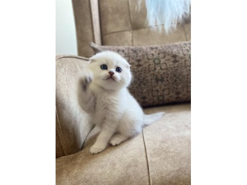 Full Şecereli Anne Babanın Scottish Fold Bebeği