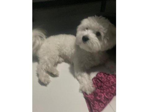 Maltese Erkek Köpeğimiz