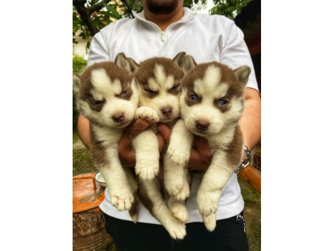 Mavi Göz Kızıl Siyah Beyaz Husky Bebek Köpekler