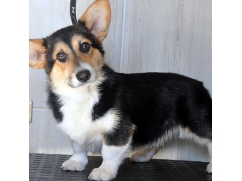 Wels Corgi Pembroke