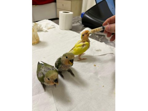 40 Günlük Sevda Papağanı Yavruları 1500 Tl