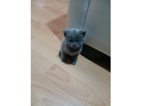 Safkan Scottish Fold Yavruları