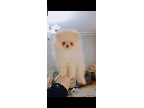 Pomeranian Boo Erkek