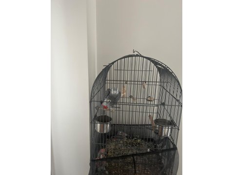 15 Aylık Jako Papağanı