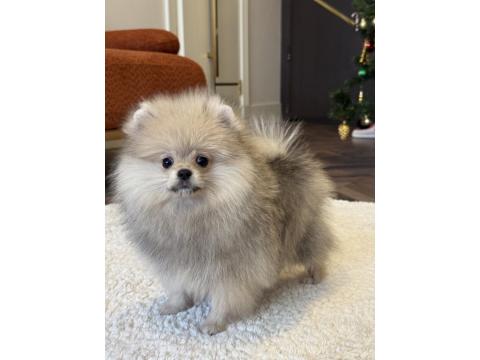 Show Class Erkek Pomeranian Boo