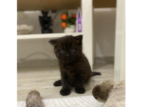 Tek Dişi Scottish Fold Yavrumuz Yeni Yuvasını Arıyor