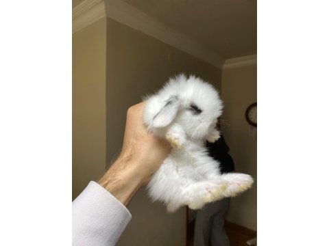 Safkan Evcil Yavru Tavşanlar Her Yere Gönderilir