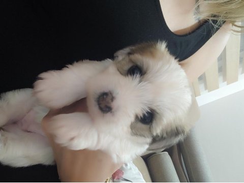 1 Aylık Morkie Bebekler 3 Kız Ve 2 Erkek