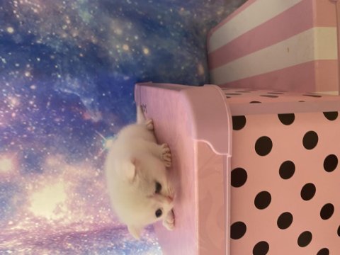 Scottish Fold Bebişler Sahiplerini Bekliyor