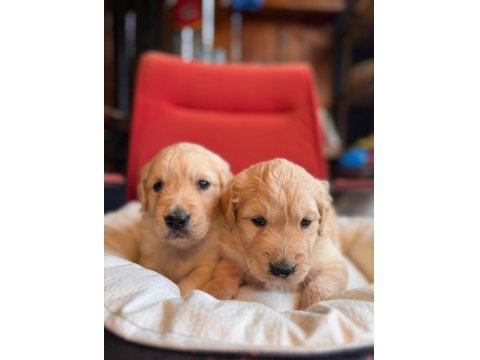 Burkem Çiftliğimizden A Kalite Golden Retriever