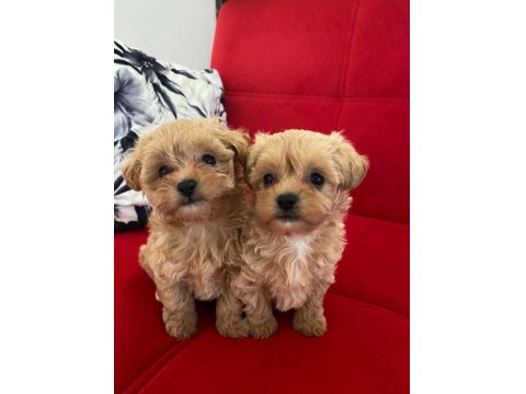 Orjinal Sağlıklı Maltipoo Bebekler