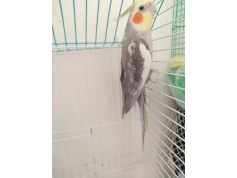 Konuşan Erkek Sultan Papağanı