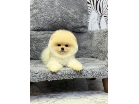 Teacup Pomeranian