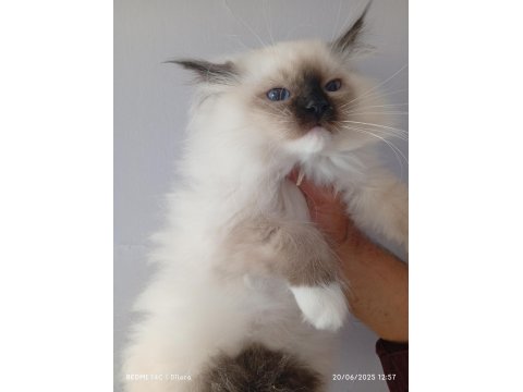 2 Erkek Mitted Ragdoll Yavrum Ailesini Arıyor