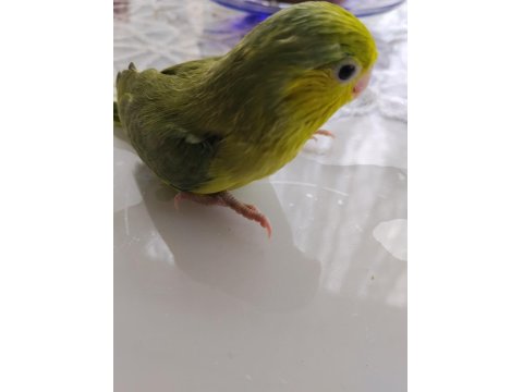 El Besleme Bebek Forpus