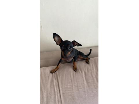 0 Numara Minyatür Pinscher Yavrular