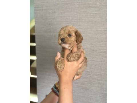 Ev Ortamında Büyüyen Maltipoo Yavrular