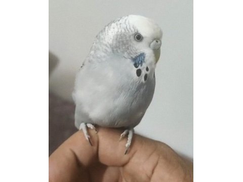 Konuşan Çift Veya Tek Muhabbet Kuşu