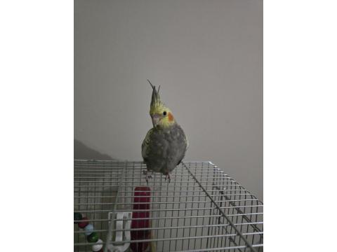 3 Aylık Ele Alışık Sultan Papağanı