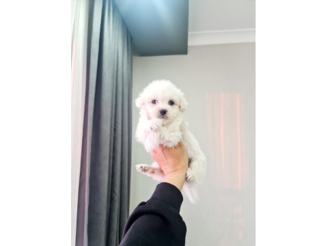 Minyatür Maltese Minnaklarım