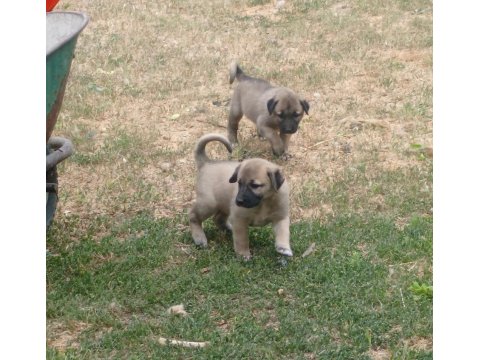 Orjinal Kangal Yavruları Sivas