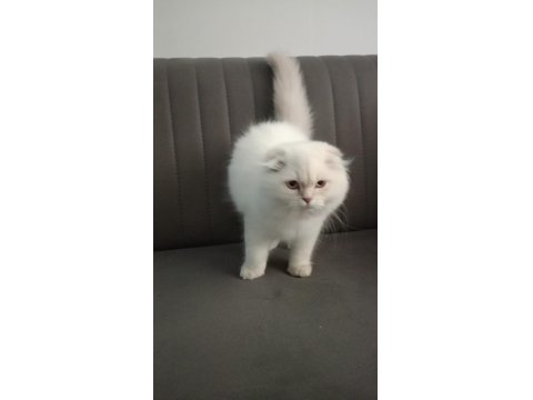 Scottish Fold Longhair Orjinal Safkan