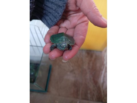 Yavru Singapur Kaplumbağa