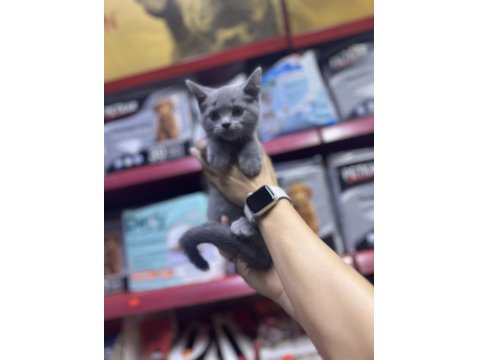 A Kalite British Kediler