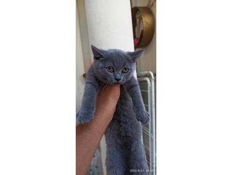 British Shorthair Çok Uysal