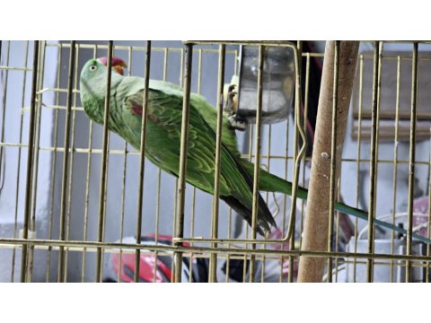 Jumbo Boy Alexander Papağanı