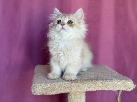 British Longhair Oğlum Yeni Yuvasına Gitmeyi Bekliyor