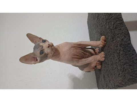 2 Aylık Erkek Sfenks Yavrumuz