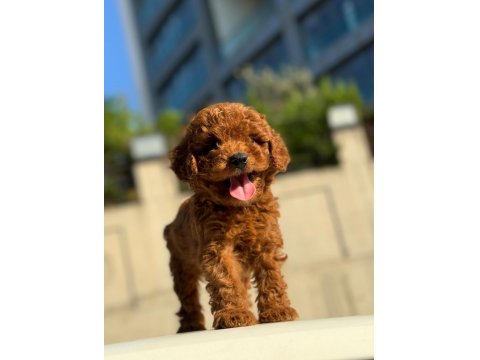 Sevimli Poodle Yavrularım