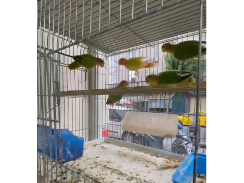 Sevda Papağanı Yavrular